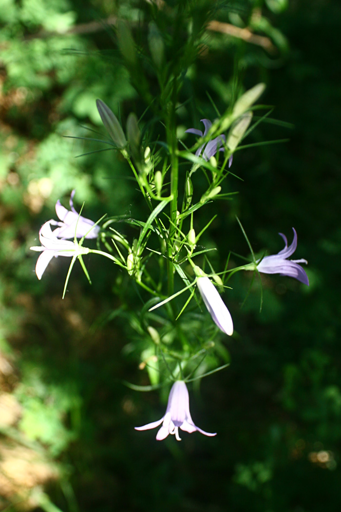 Campanula rapunculus